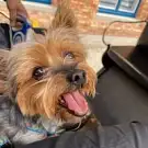 Net Dog