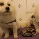 Toilettage Canins et Félins la Mistouflette