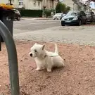 Jusqu'au Bout des Griffes