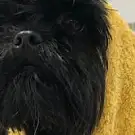 Aux Bulles Dog