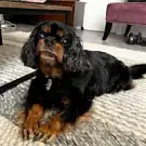 Au Chien Beauté