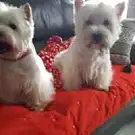 Styli'chien