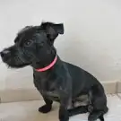 Le Salon du Chien