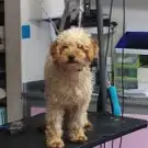 Ami Chien