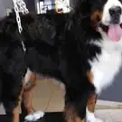 Mon Chien C'est Quelqu'un