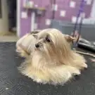 Ab Chiens
