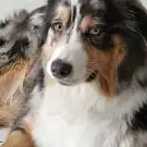 Doggymousse