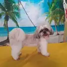 Yellow Dog