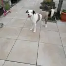 Bcb-dog