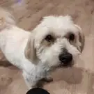 Chic Canin