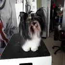 Toutou Salon