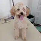 Art Dog