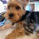 Le Chien Beauté