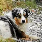Les Années Chiens