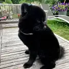 Nini Dog