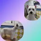 Animaux Services