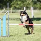Elevage Dog Liberté