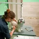 Espace Canin 'aurélien'