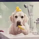 Lucky Toilettage