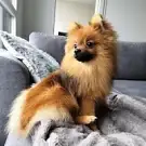 Au Royaume Canin