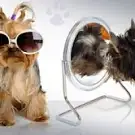 Europe Dog