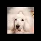 Tendance Chiens et Chats