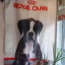 Alizé Toilettage Chiens et Chats