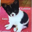 Atout Chien