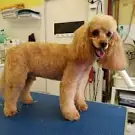 Au Bonheur du Chien