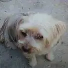 Beauty Dog