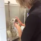 Caninement Votre