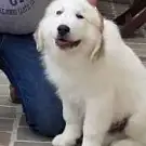 Style Dog