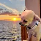 Le Chien Pimpant