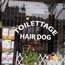 Hair Dog