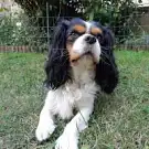 A le Rheu Chien
