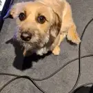 Doggy's Dog