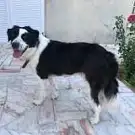 Cani Coiff