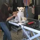Elegance Canine