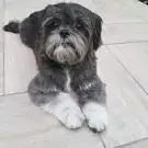 Au Caniche Elegant
