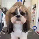 Youpi Dog