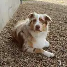 Animal Passion