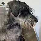 Bon Chic Bon Chien