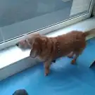 Toutou'snob