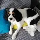 Dog Saloon