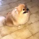 Au Chien Chic