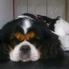 Le Dalmatien