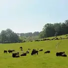 Rêve de Bisons