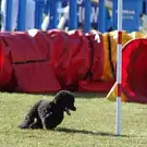 Amical Club Canin du Pic Saint Loup