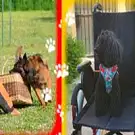 Amicale du Chien d'Utilisation de Vitry le Francois