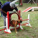 Club d'Education Canine du Briou